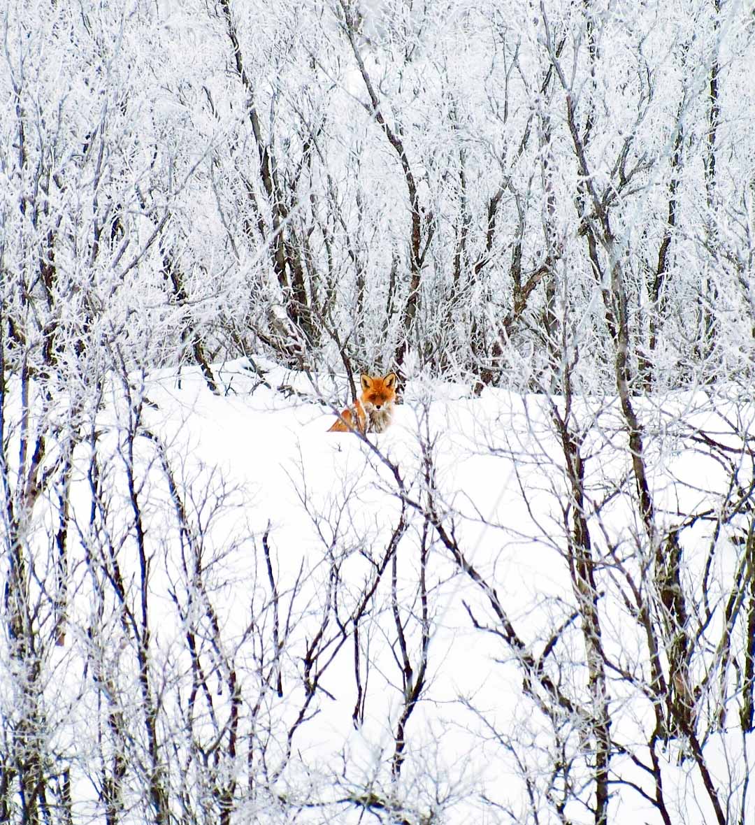 Kiruna Kiruna